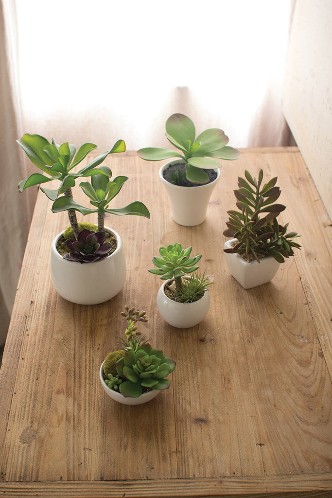 Artificial Succulents With White Ceramic Pots - Set of 5