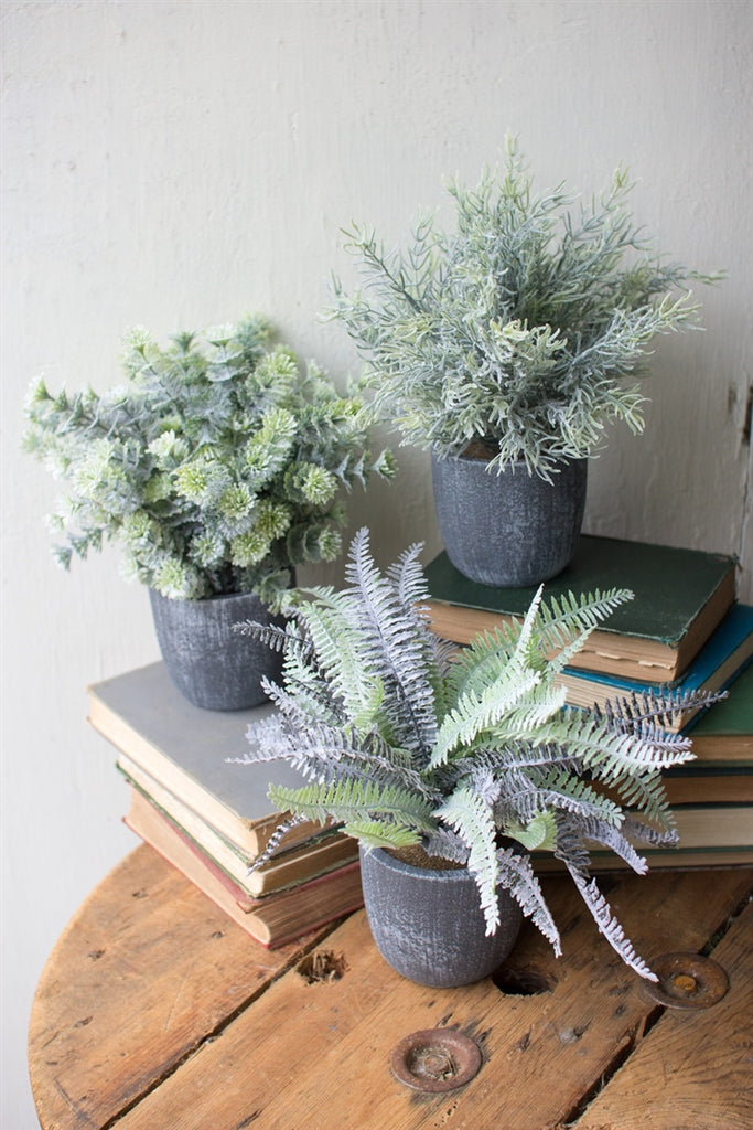 Fern Succulents With Round Grey Pots - Set of 3