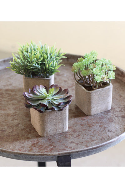 Small Artificial Succulents In Square Pots - Set of 3