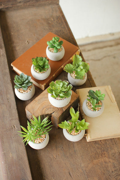set of 8 small succulents with round cement pot
