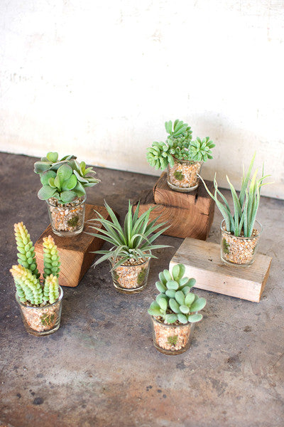 Artificial Succulents In Glass Containers - Set of 6