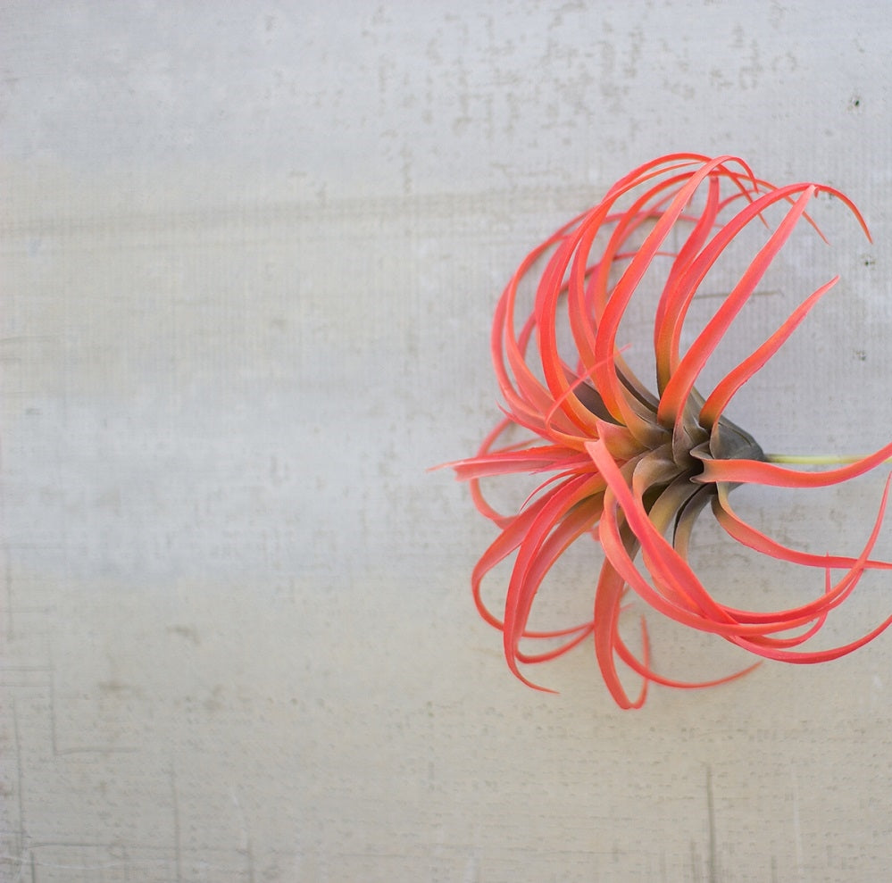 Artificial Flocking Red Air Plant - Set of 6